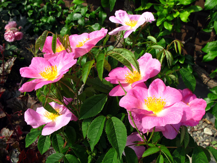gallery_276_1637_89310.jpg