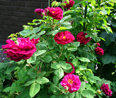 gallery_276_1637_96011.jpg