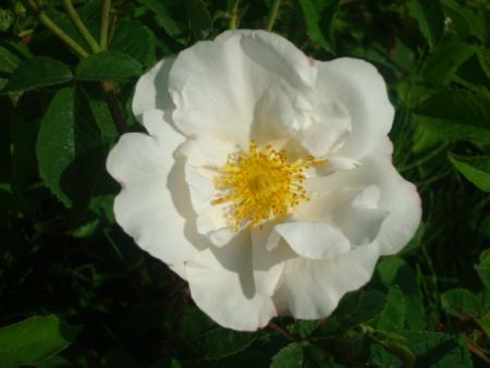 gallery_12789_2988_44258.jpg