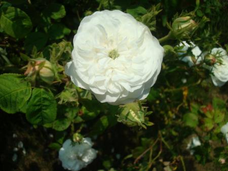 gallery_12789_2988_79204.jpg