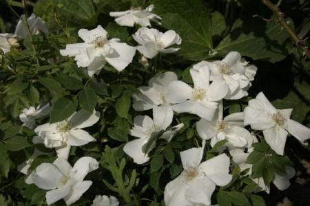 gallery_12827_4044_37754.jpg