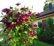 tn_gallery_276_1322_78476.jpg