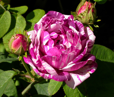 gallery_276_1637_72644.jpg