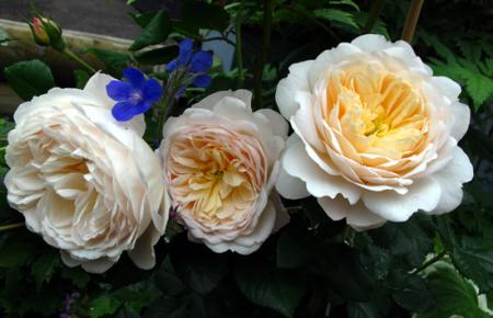 gallery_276_1247_43330.jpg