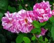tn_gallery_276_1637_9092.jpg