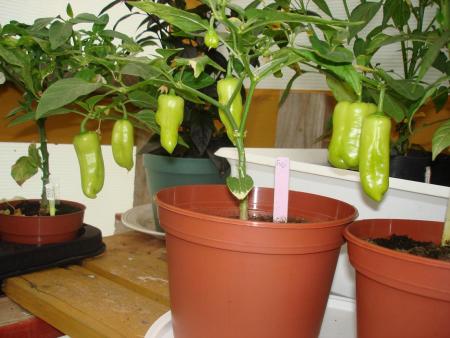 gallery_27171_4057_106019.jpg