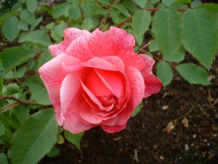 gallery_559_630_43593.jpg