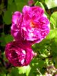 tn_gallery_276_1641_40339.jpg