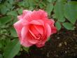 tn_gallery_559_630_43593.jpg