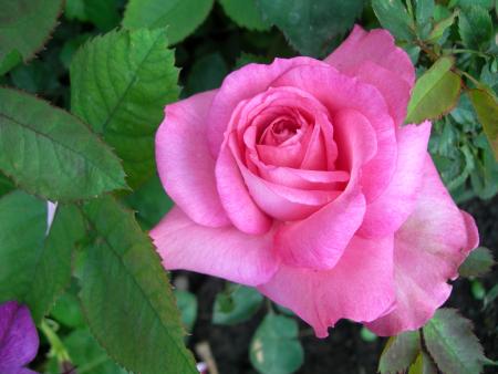 gallery_16329_4230_190331.jpg
