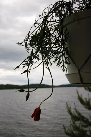 gallery_23014_4396_63400.jpg