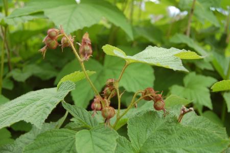 gallery_23014_4396_72526.jpg