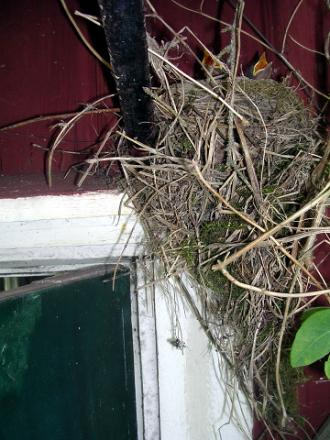 gallery_2778_232_20107.jpg