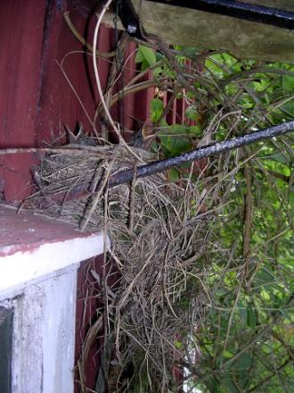 gallery_2778_232_94773.jpg