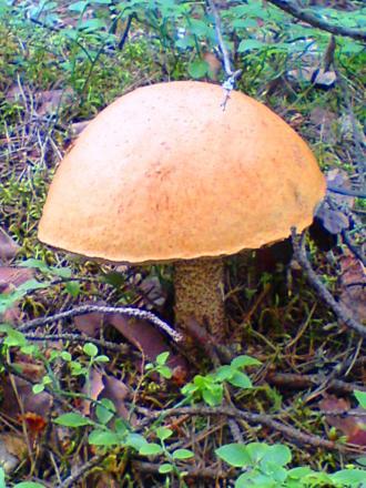 gallery_30236_4398_149742.jpg