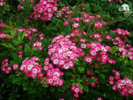 gallery_12789_2988_103287.jpg