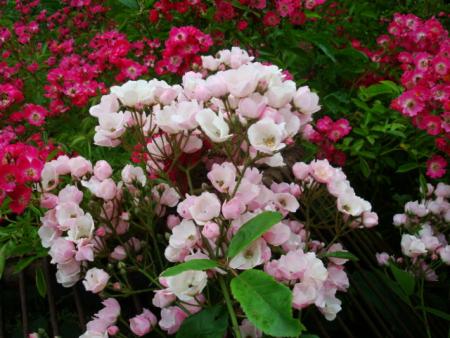 gallery_12789_2988_27820.jpg