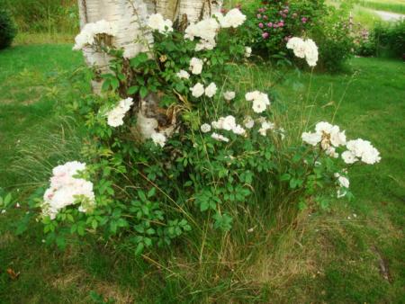 gallery_12789_2988_57655.jpg