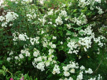 gallery_12789_2988_80810.jpg