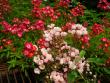 tn_gallery_12789_2988_69738.jpg