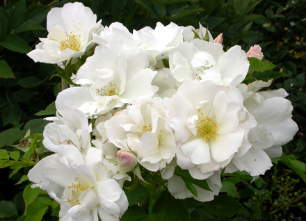 gallery_276_1271_42333.jpg