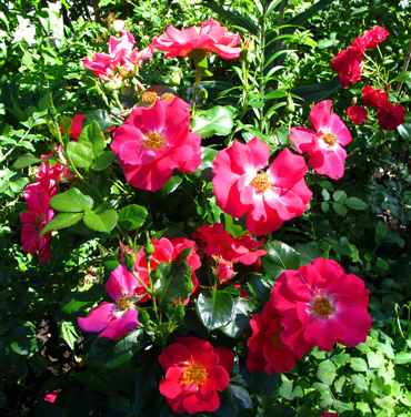 gallery_276_1662_121342.jpg