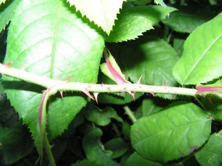 gallery_1786_2574_130018.jpg
