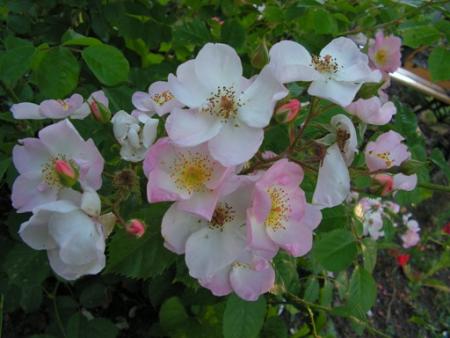 gallery_1786_2574_14825.jpg