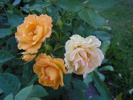 gallery_1786_2574_32567.jpg