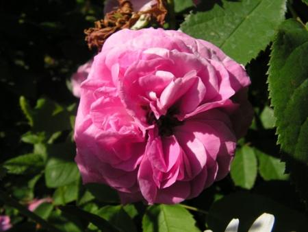 gallery_1786_2574_39921.jpg