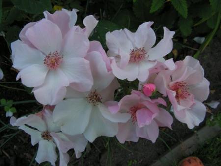 gallery_1786_2574_52482.jpg
