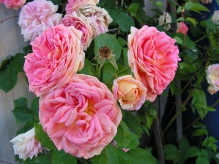 gallery_1786_2574_7303.jpg
