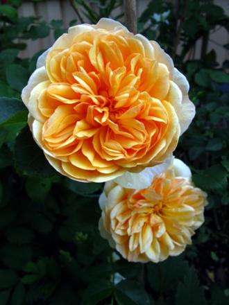 gallery_276_1247_1915.jpg