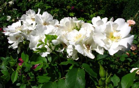 gallery_276_1271_27405.jpg