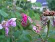 tn_gallery_1786_2574_88123.jpg
