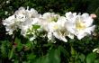 tn_gallery_276_1271_27405.jpg