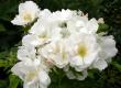 tn_gallery_276_1271_42333.jpg