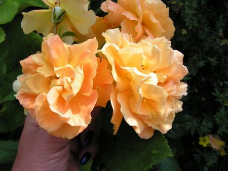 gallery_1786_2574_68092.jpg
