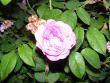 tn_gallery_1786_2574_34994.jpg