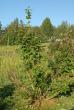 tn_gallery_23014_4396_176532.jpg