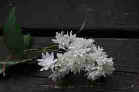 gallery_24541_3612_3143.jpg