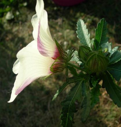 gallery_16329_2784_84484.jpg