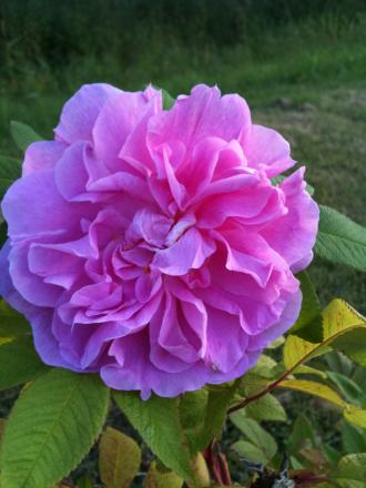 gallery_16600_4413_135218.jpg