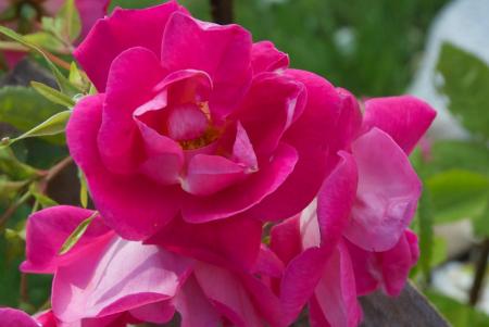 gallery_16600_4413_99857.jpg