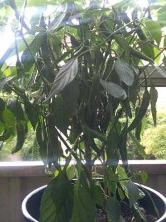 gallery_32072_4403_268916.jpg