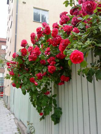 gallery_32312_4410_291802.jpg