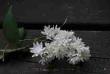 tn_gallery_24541_3612_3143.jpg
