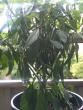 tn_gallery_32072_4403_268916.jpg