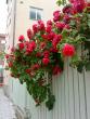 tn_gallery_32312_4410_291802.jpg