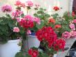 tn_gallery_352_2076_85547.jpg
